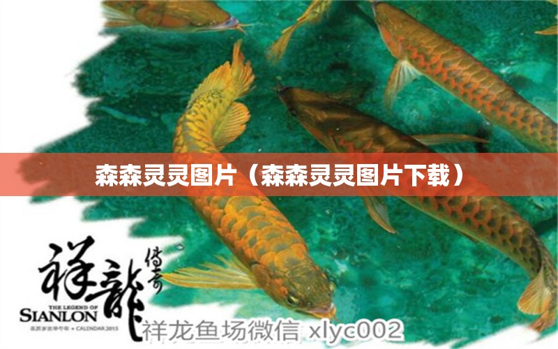 森森靈靈圖片（森森靈靈圖片下載） 森森魚缸