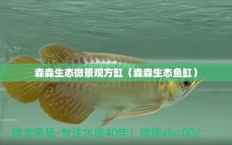 森森生態(tài)微景觀方缸（森森生態(tài)魚缸）