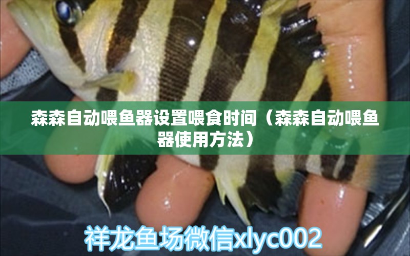 森森自動喂魚器設置喂食時間（森森自動喂魚器使用方法）