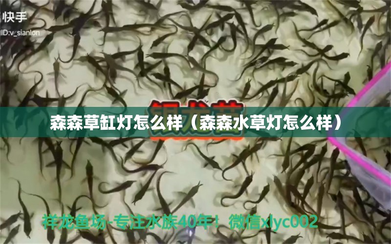 森森草缸燈怎么樣（森森水草燈怎么樣）