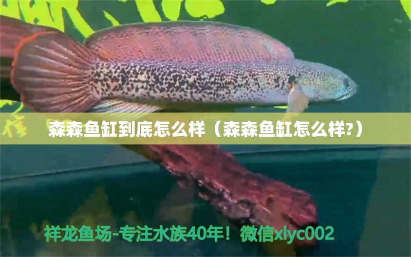 森森魚缸到底怎么樣（森森魚缸怎么樣?） 森森魚缸