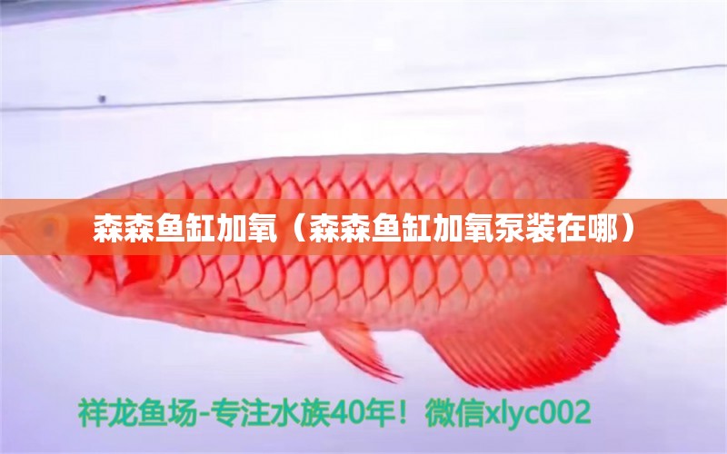 森森魚缸加氧（森森魚缸加氧泵裝在哪）