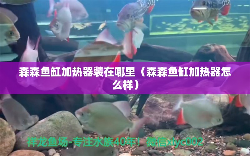 森森魚缸加熱器裝在哪里（森森魚缸加熱器怎么樣）