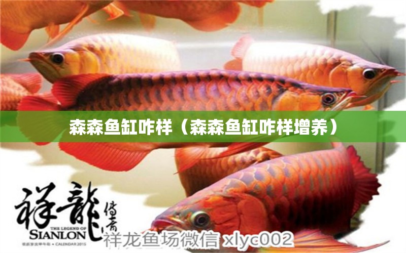 森森魚缸咋樣（森森魚缸咋樣增養(yǎng)） iwish愛唯希品牌魚缸