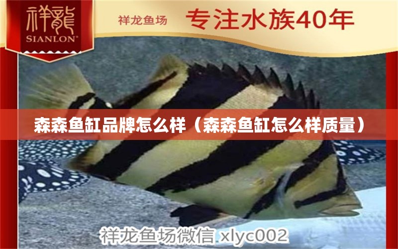 森森魚缸品牌怎么樣（森森魚缸怎么樣質(zhì)量）