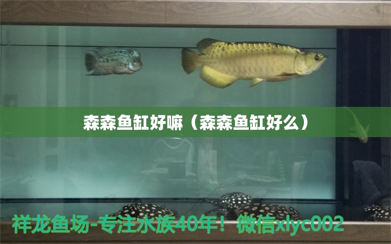 森森魚缸好嘛（森森魚缸好么）