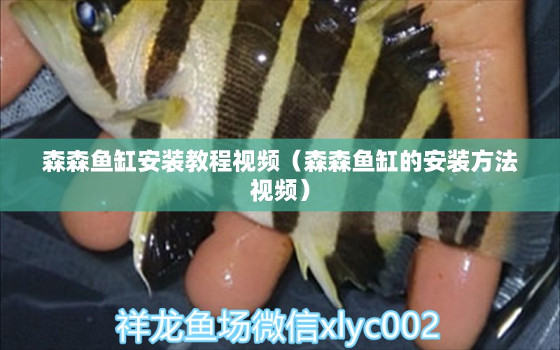 森森魚缸安裝教程視頻（森森魚缸的安裝方法視頻）