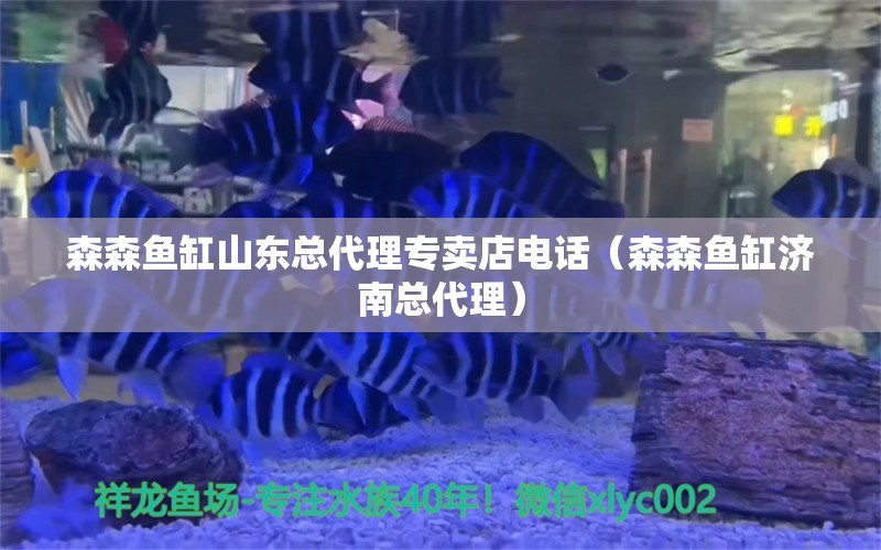 森森魚缸山東總代理專賣店電話（森森魚缸濟(jì)南總代理） 觀賞魚水族批發(fā)市場