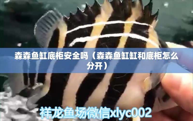 森森魚缸底柜安全嗎（森森魚缸缸和底柜怎么分開）