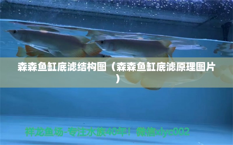 森森魚缸底濾結(jié)構(gòu)圖（森森魚缸底濾原理圖片） 森森魚缸