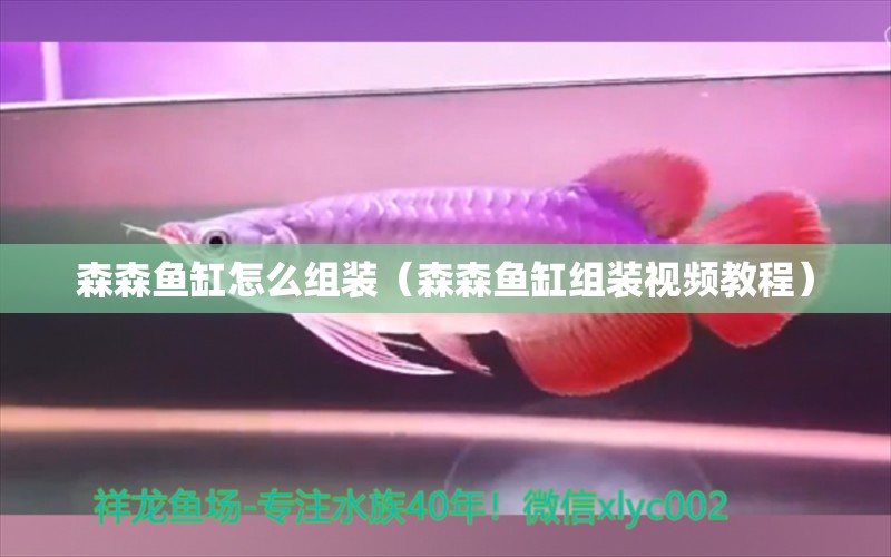 森森魚(yú)缸怎么組裝（森森魚(yú)缸組裝視頻教程）