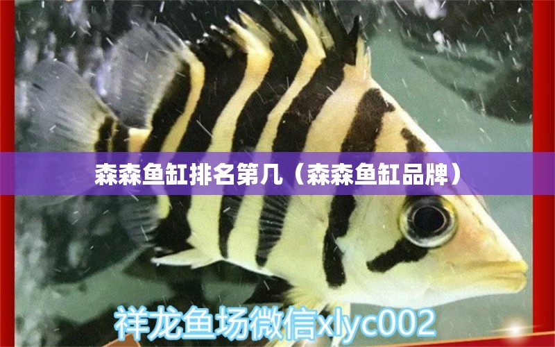 森森魚(yú)缸排名第幾（森森魚(yú)缸品牌）