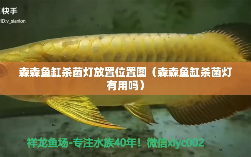 森森魚(yú)缸殺菌燈放置位置圖（森森魚(yú)缸殺菌燈有用嗎）