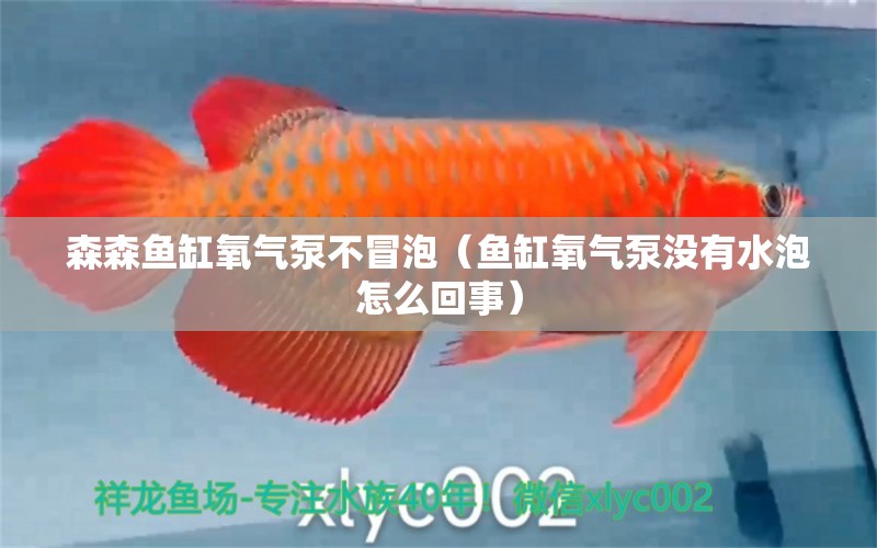 森森魚缸氧氣泵不冒泡（魚缸氧氣泵沒有水泡怎么回事）