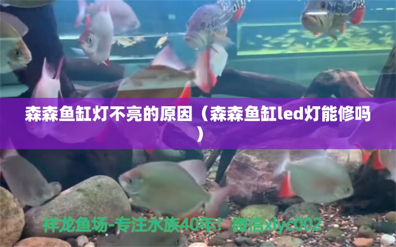 森森魚缸燈不亮的原因（森森魚缸led燈能修嗎）