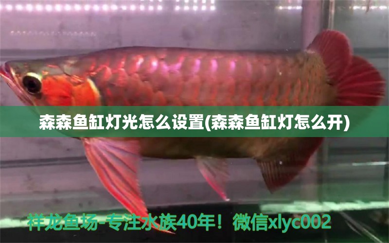 森森魚缸燈光怎么設(shè)置(森森魚缸燈怎么開) 紅龍專用魚糧飼料 第1張