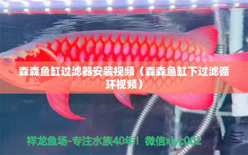 森森魚缸過濾器安裝視頻（森森魚缸下過濾循環(huán)視頻） 白子紅龍魚