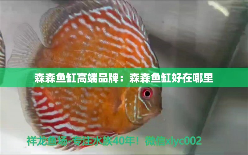 森森魚缸高端品牌：森森魚缸好在哪里 廣州龍魚批發(fā)市場