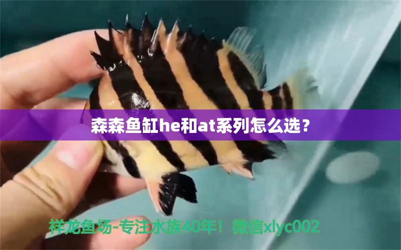 森森魚缸he和at系列怎么選？ 森森魚缸 第2張