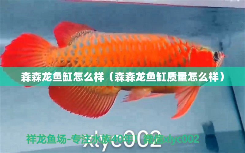 森森龍魚缸怎么樣（森森龍魚缸質(zhì)量怎么樣）