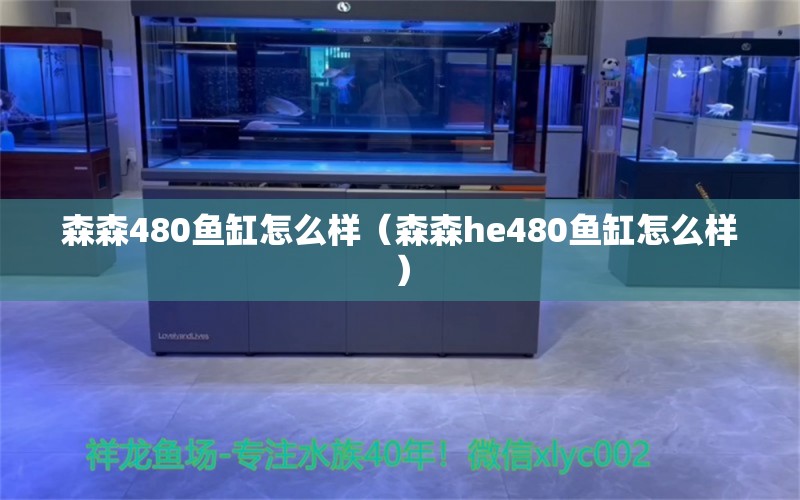 森森480魚缸怎么樣（森森h(huán)e480魚缸怎么樣）