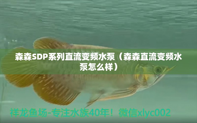 森森SDP系列直流變頻水泵（森森直流變頻水泵怎么樣）