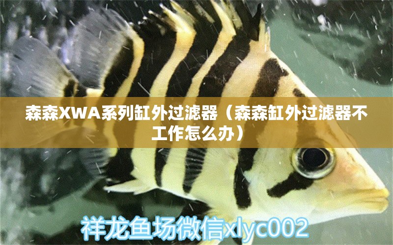 森森XWA系列缸外過濾器（森森缸外過濾器不工作怎么辦） 森森魚缸