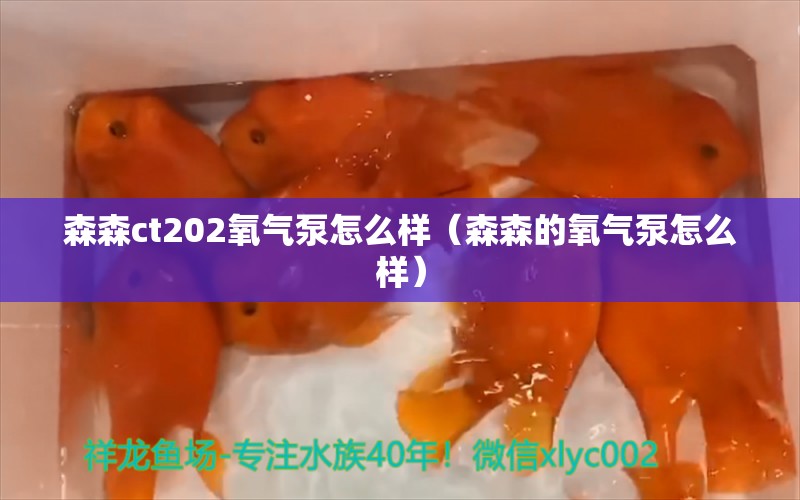 森森ct202氧氣泵怎么樣（森森的氧氣泵怎么樣）