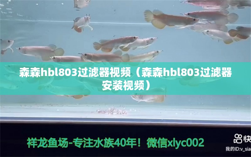 森森h(huán)bl803過濾器視頻（森森h(huán)bl803過濾器安裝視頻）