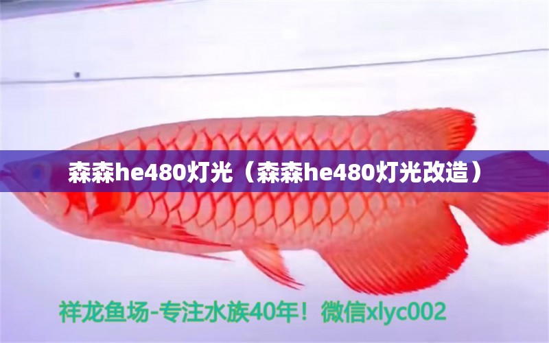 森森h(huán)e480燈光（森森h(huán)e480燈光改造）