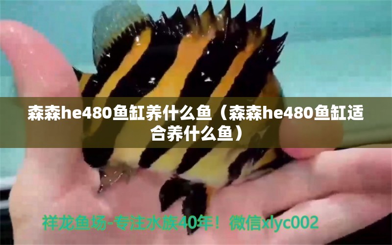 森森h(huán)e480魚缸養(yǎng)什么魚（森森h(huán)e480魚缸適合養(yǎng)什么魚）