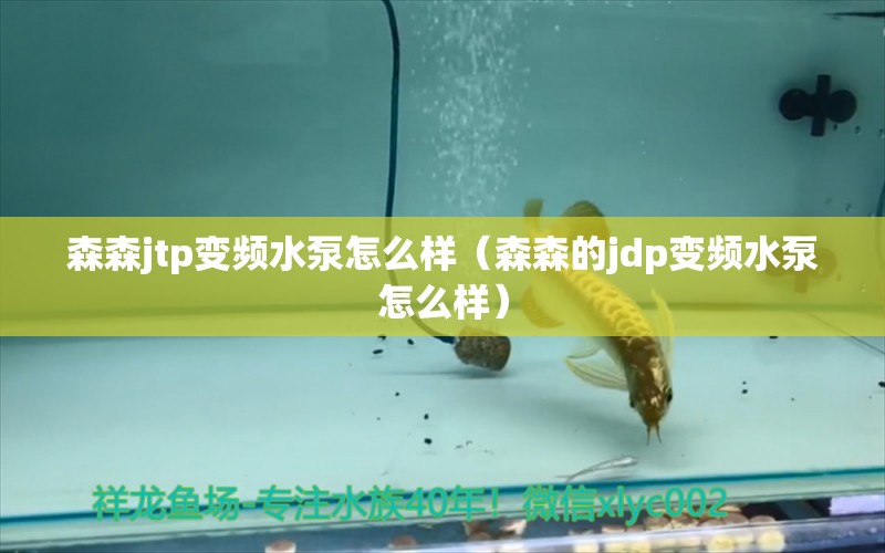 森森jtp變頻水泵怎么樣（森森的jdp變頻水泵怎么樣）