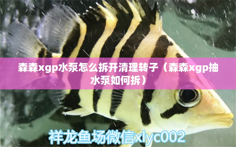 森森xgp水泵怎么拆開(kāi)清理轉(zhuǎn)子（森森xgp抽水泵如何拆） 森森魚(yú)缸