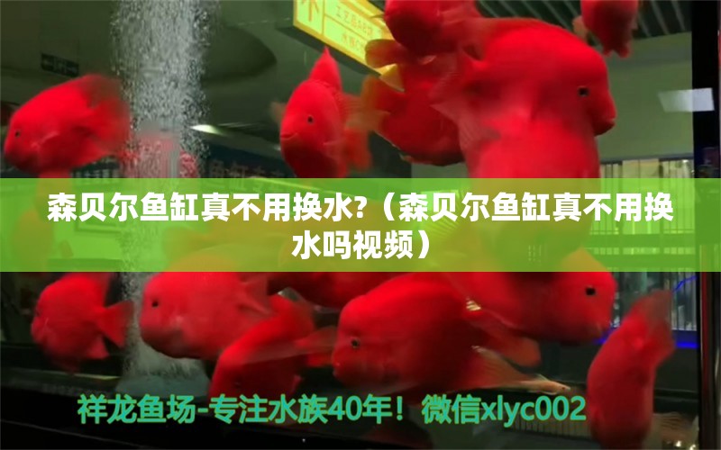 森貝爾魚缸真不用換水?（森貝爾魚缸真不用換水嗎視頻）