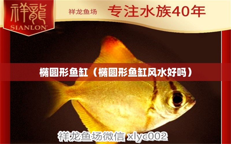 橢圓形魚(yú)缸（橢圓形魚(yú)缸風(fēng)水好嗎）