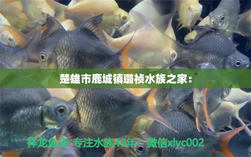 楚雄市鹿城鎮(zhèn)璐禎水族之家： 全國水族館企業(yè)名錄