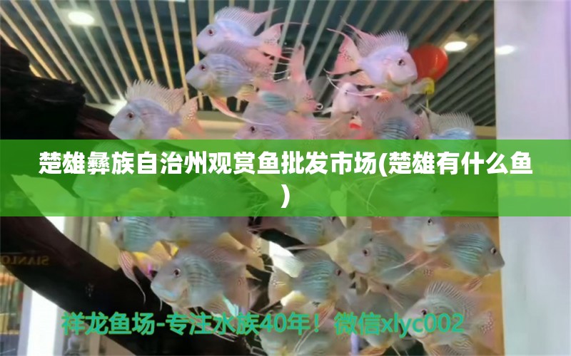 楚雄彝族自治州觀賞魚批發(fā)市場(楚雄有什么魚)