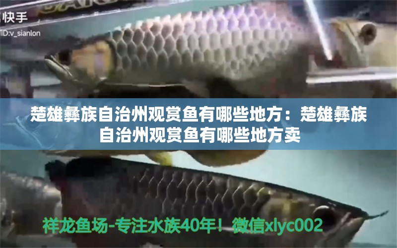 楚雄彝族自治州觀賞魚有哪些地方：楚雄彝族自治州觀賞魚有哪些地方賣