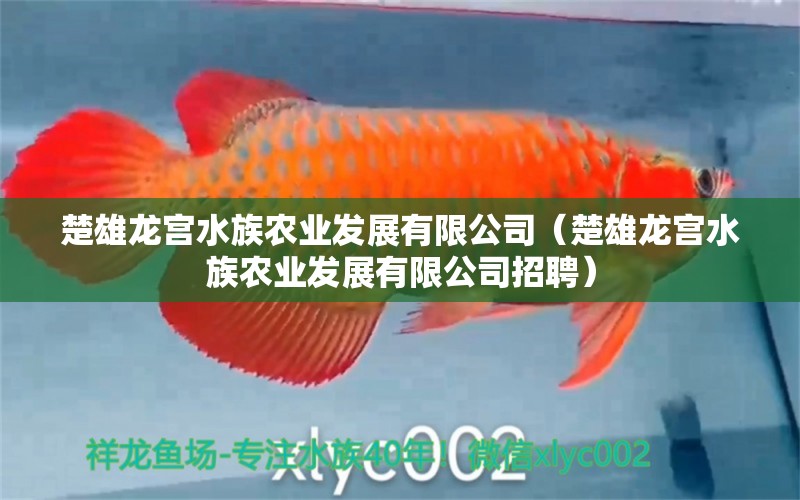 楚雄龍宮水族農(nóng)業(yè)發(fā)展有限公司（楚雄龍宮水族農(nóng)業(yè)發(fā)展有限公司招聘）