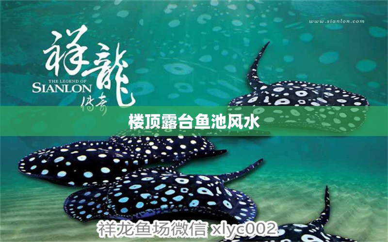 樓頂露臺魚池風水 魚缸風水