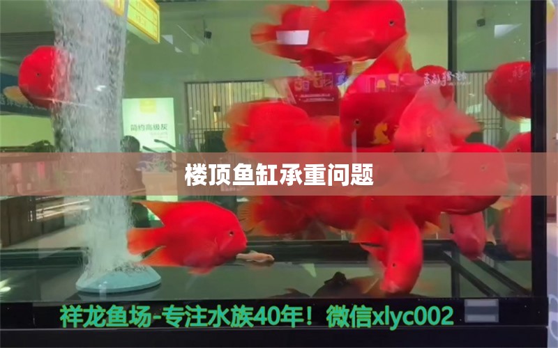 樓頂魚缸承重問題 祥龍魚場