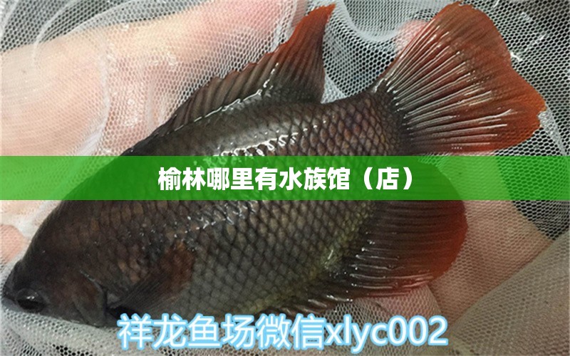 榆林哪里有水族館（店） 觀賞魚水族批發(fā)市場