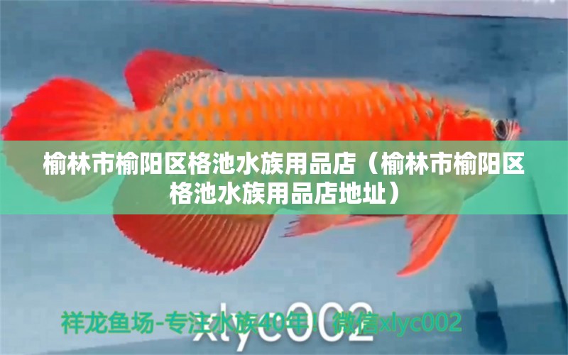 榆林市榆陽區(qū)格池水族用品店（榆林市榆陽區(qū)格池水族用品店地址）