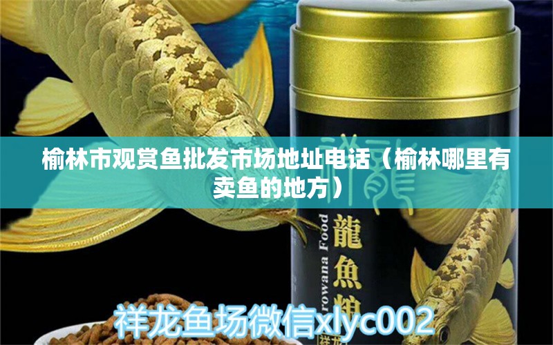 榆林市觀賞魚批發(fā)市場地址電話（榆林哪里有賣魚的地方） 觀賞魚批發(fā)