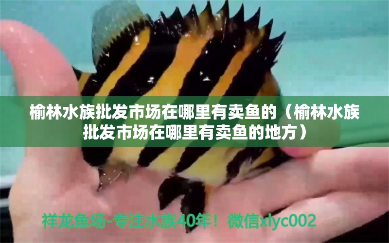 榆林水族批發(fā)市場在哪里有賣魚的（榆林水族批發(fā)市場在哪里有賣魚的地方）