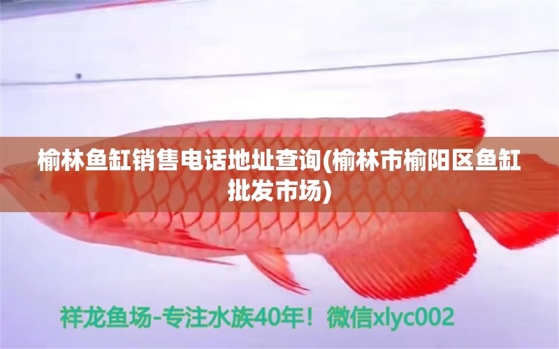 榆林魚缸銷售電話地址查詢(榆林市榆陽區(qū)魚缸批發(fā)市場) 薩伊藍魚