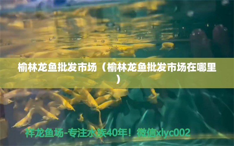 榆林龍魚批發(fā)市場（榆林龍魚批發(fā)市場在哪里） 龍魚批發(fā)