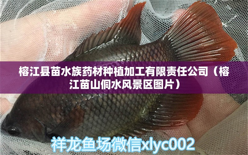 榕江縣苗水族藥材種植加工有限責任公司（榕江苗山侗水風景區(qū)圖片）