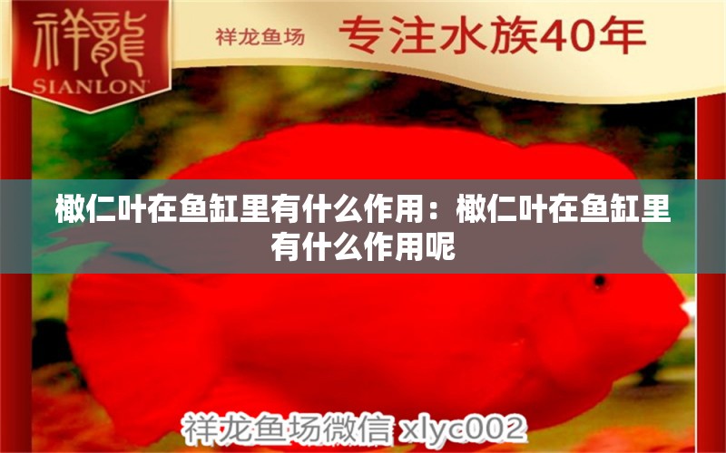 橄仁葉在魚缸里有什么作用：橄仁葉在魚缸里有什么作用呢 養(yǎng)魚的好處