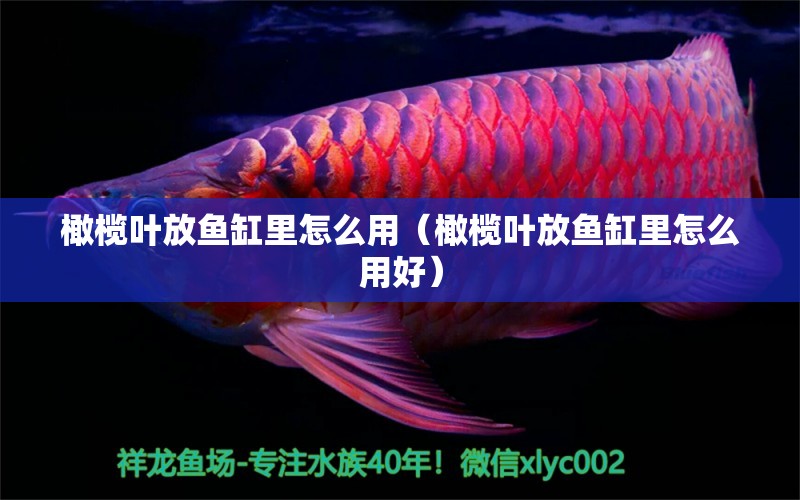 橄欖葉放魚缸里怎么用（橄欖葉放魚缸里怎么用好）